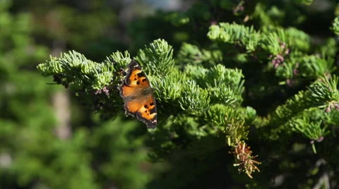 Opened winged butterfly on tree branch Stock Footage 68550286