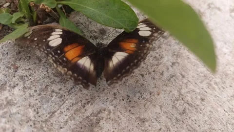 Opened Wings of Butterfly on the Ground Video stock 295282869