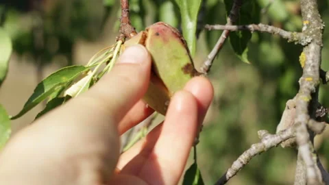 Opening of the almonds on the tree Stock Footage 163596751