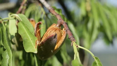 Opening of the almonds on the tree Stock Footage 163596822