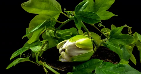 The opening and closing of Passiflora flower on black background alpha channel Stock Footage 104926087