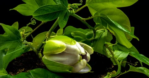 The opening and closing of Passiflora flower on black background Stock Footage 105740428