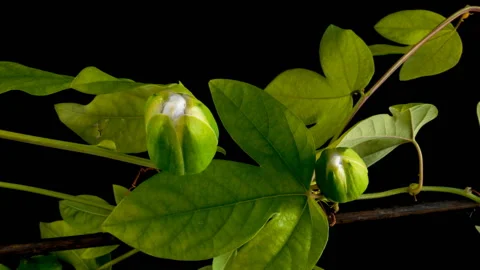 The opening and closing of Passiflora flower on black background 스톡 동영상 116785102