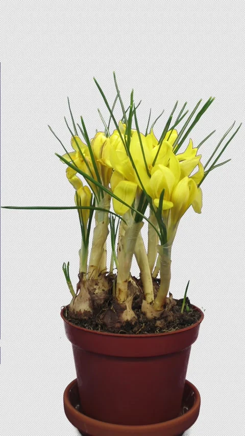 Opening and dying yellow crocus with ALPHA channel, vertical orientation Stock-Footage 333827212