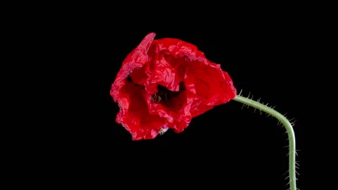 Opening and Withering Wild Poppy Flower Stock Footage 243110153