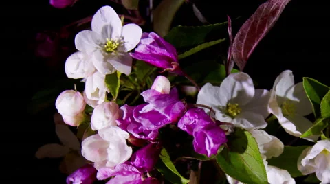 Opening apple flower. Time Lapse 스톡 동영상 40301780