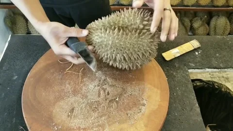 Opening the Bawor Durian Fruit Stock Footage 269451336