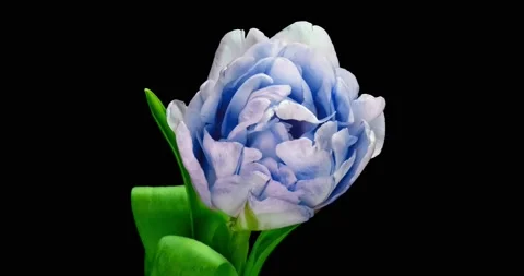 Opening of beautiful large blue Tulip flower on black background. Springtime Stock Footage 147633428