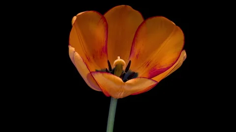 Opening of beautiful large orange Tulip flower on black background. Springtime Video stock 308697230