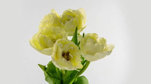 Opening of beautiful large white yellow Tulips flower on white background Stock Footage 157142341