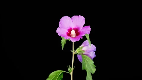 Opening Beautiful Purple Hibiscus Flower Stock Footage 324736341