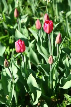 Opening beautiful spring flowers Stock Photos