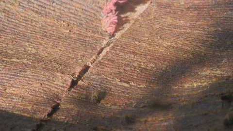 Opening of a bee hive. Removing the canvas from the honey frames. View of the Stock Footage 140682332
