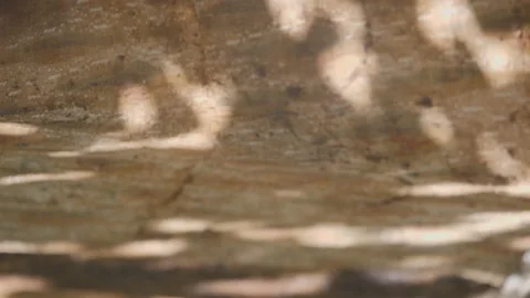 Opening of a bee hive. Removing the canvas from the honey frames. View of the op Stock Footage 141612460