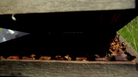 Opening a bee hive to see honey bees Stock Footage 42969034