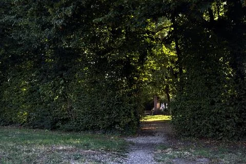 Opening between arching trees that leads to a park at sunset Stock Photos