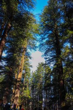 An opening between the top of pine trees from where you can see the sky. Fotos de archivo