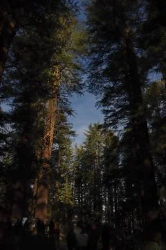 An opening between the top of pine trees from where you can see the sky. Fotos de archivo
