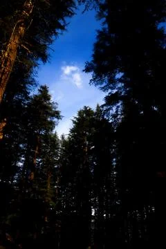 An opening between the top of pine trees from where you can see the sky. Fotos de archivo