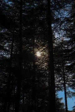 An opening between the top of pine trees from where you can see the sky. Fotos de archivo