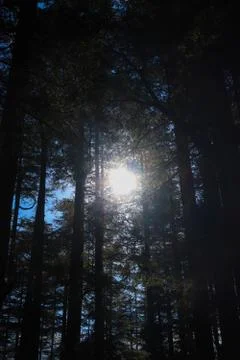 An opening between the top of pine trees from where you can see the sky. Fotos de archivo