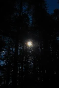 An opening between the top of pine trees from where you can see the sky. Fotos de archivo