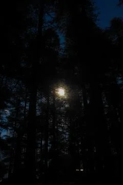 An opening between the top of pine trees from where you can see the sky. Fotos de archivo