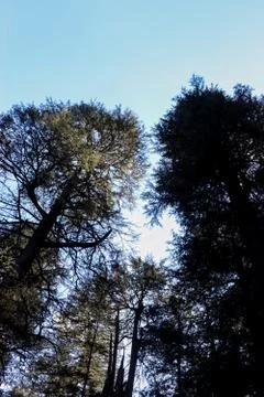 An opening between the top of pine trees from where you can see the sky. Fotos de archivo