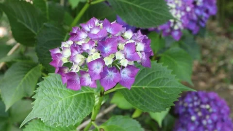 Opening bigleaf hydrangea flower head with emerging purple blooms Stock-Footage 340127530