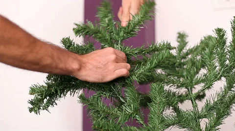 Opening a branch of a christmas tree Stock Footage 33054701
