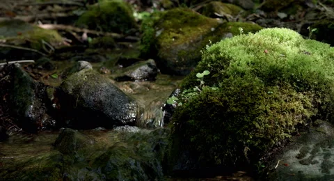 Opening of bud, 4k color graded (4000x2160) Stock-Footage 50065545
