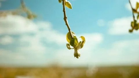 Opening bud. Apple tree. Background. 스톡 동영상 162193631