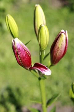 Opening bud of lily Stock-Fotos