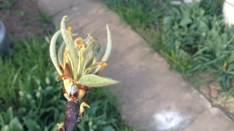 Opening Bud of a Pear tree in spring close up and Grass – Crimea Stock Footage 89325168