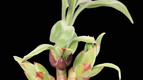 Opening buds. 4k time lapse, with alpha channel Stock Footage 90355485