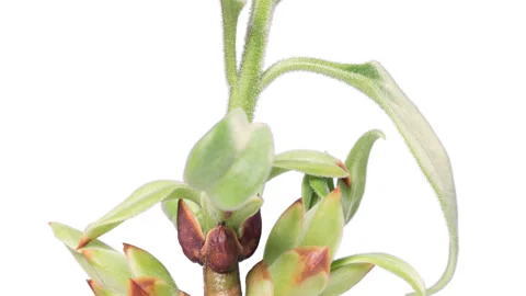 Opening buds. 4k time lapse, with alpha channel Stock Footage 98299225