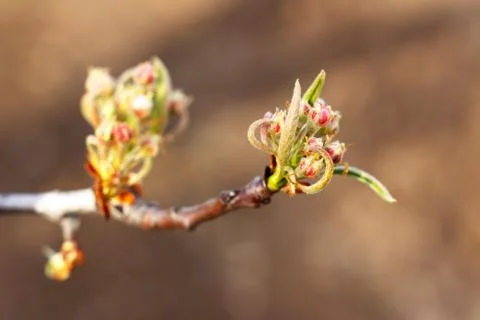 The opening buds of an apple tree close-up. 스톡 사진