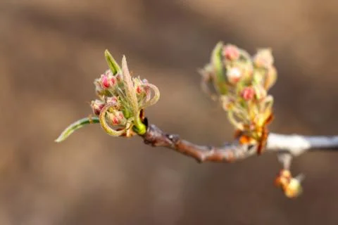 The opening buds of an apple tree close-up. Foto stock