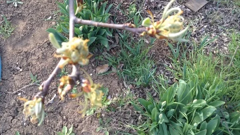 Opening Buds of a Pear tree in spring close up and Grass – Crimea Stock Footage 89325244