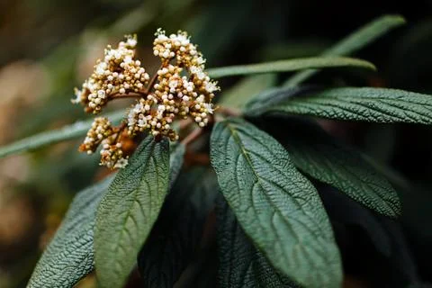 The opening of buds Stock Photos