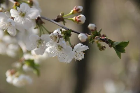 The opening buds on the tree Stockfoto's