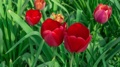 Opening buds of tulips, timelapse Stock Footage 52066403