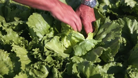 Opening cabbage lettuce leaf by leaf Stock Footage 149120584
