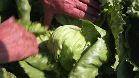 Opening cabbage lettuce leaf by leaf Stock Footage 149120587