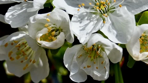 Opening cherries flowers during one day Stock-Footage 108731214
