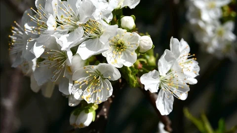 Opening cherry blossom buds 動画素材 105659261