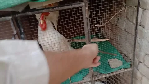 Opening a Chicken Coop with Hens Inside Video stock 346869138