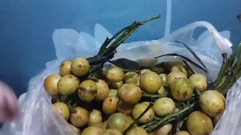 Opening a Clear White Plastic Bag to Reveal One Kilogram of Kepundung Fruits Stock Footage 229256384