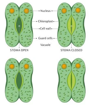 Opening-closing stomata Stock Illustration