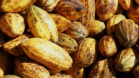 Opening a cocoa pod to show beans inside. Video stock 167997008